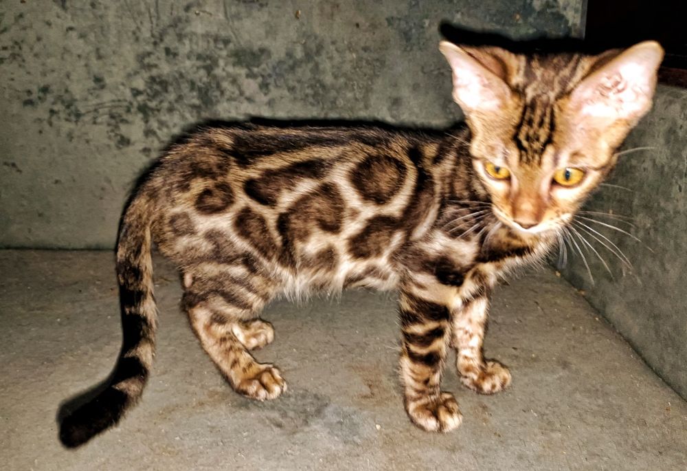 Бенгальские котята