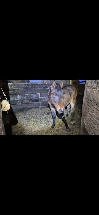 Продам жорга ,жорға