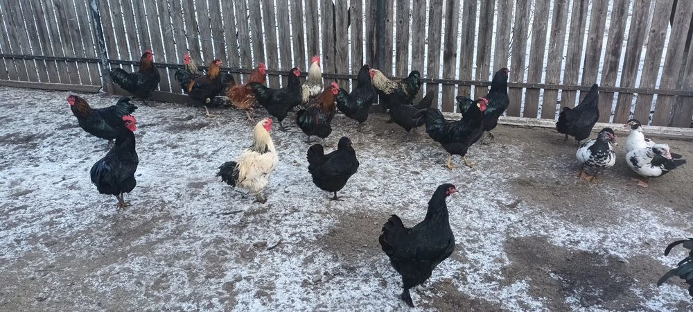 Cocosi tineri 7 luni