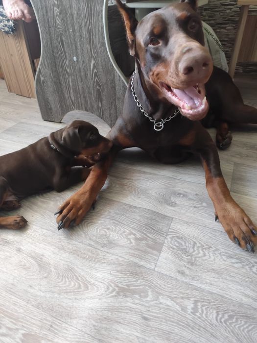 Шенки доберман с родословной