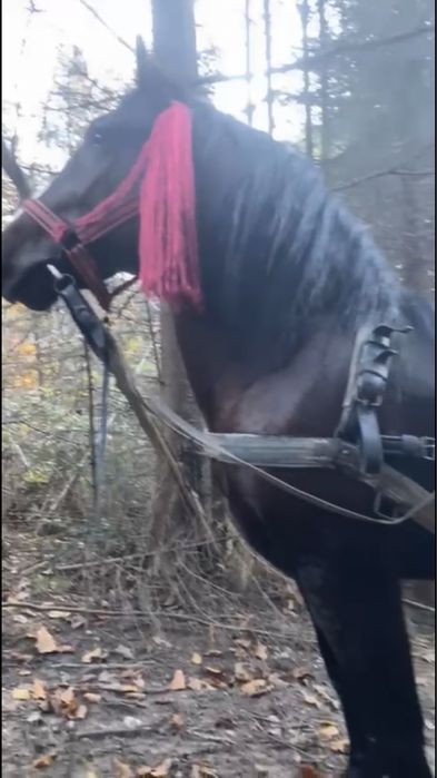 De vanzare manz de 2.5 ani