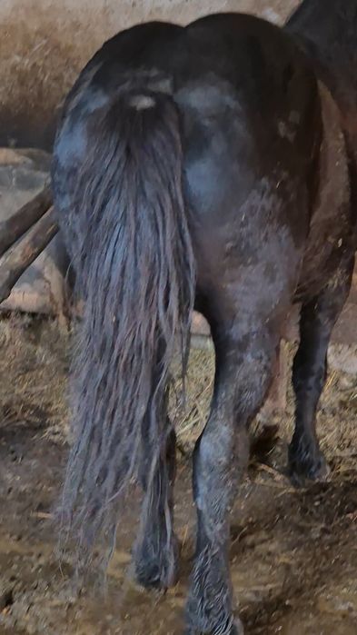 Manz de 2 ani invatat la ham