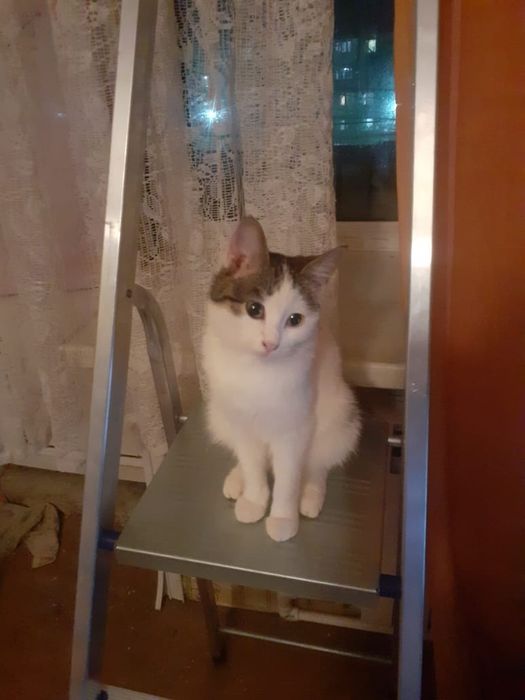 Кошечки ищут дом
