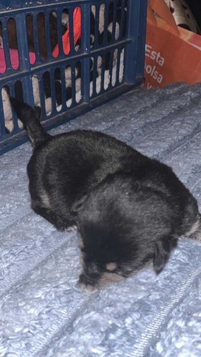 Dau spre adoptie 3 pui de animale