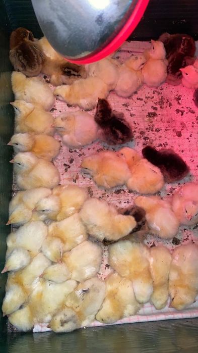 Домашние цыплята