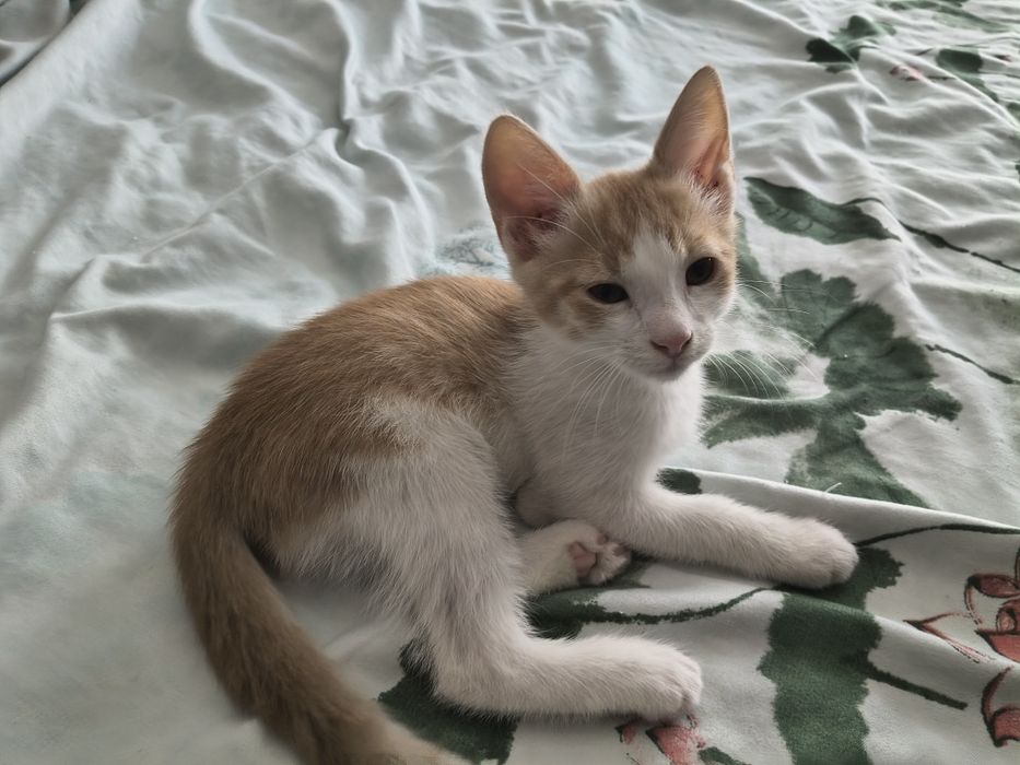 Motanel spre adoptie