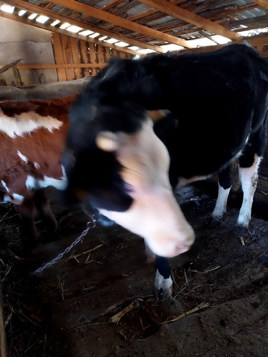 Se vand doua juninci si o vaca gestante.