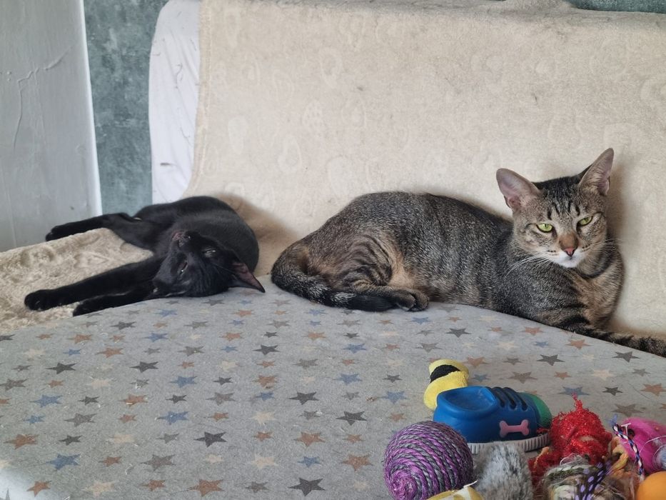 Pisica de adoptat, pisica superba pentru adoptie, afoptie pisicuta