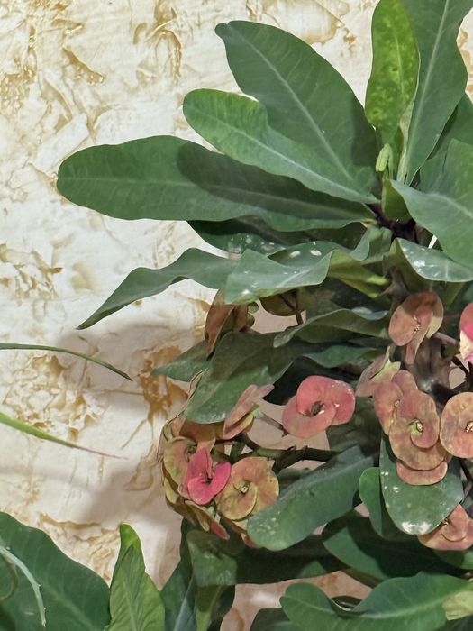 Домашний цветок Молочай Миля