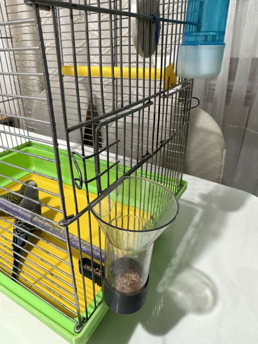 Срочно продам попугай вместе с клеткой