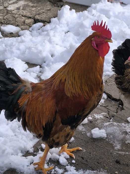 Кучинский петушок.