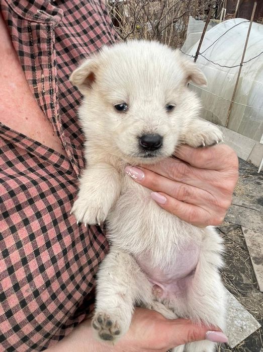 Отдам щенка  2 месяца