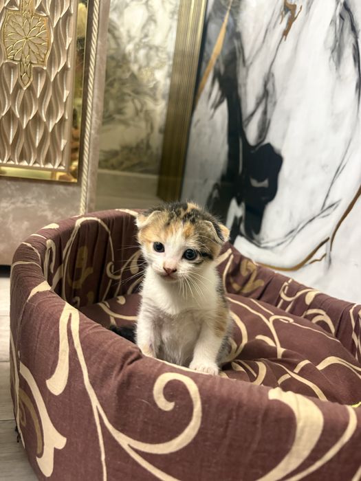 Отдам котенка девочку трехцветную
