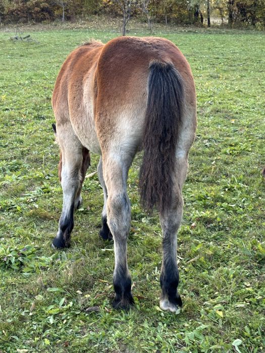 Manji de 6 luni si manza de doi ani ! (Manz , iapa )