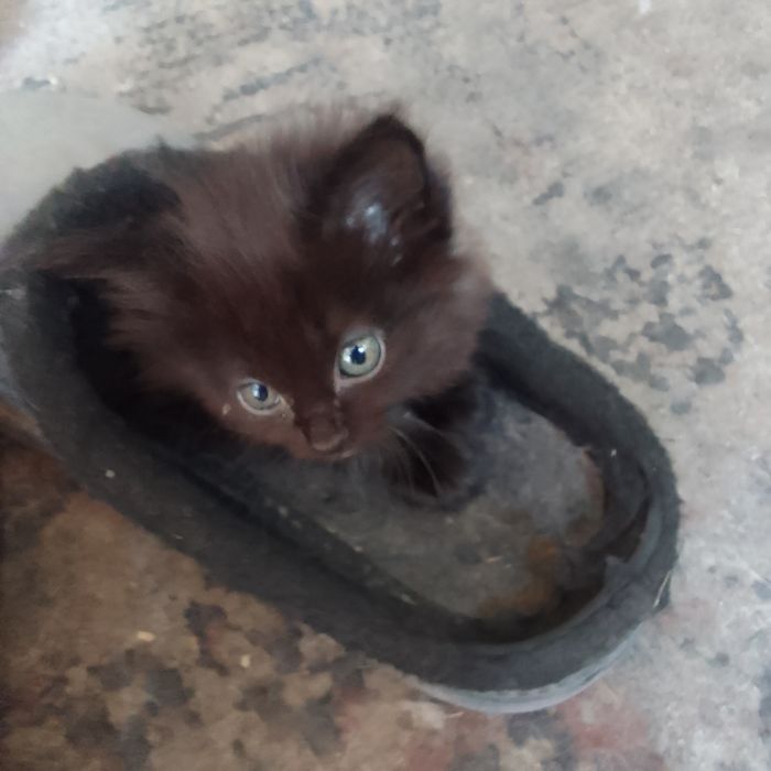 Милашки котята ищут хозяина