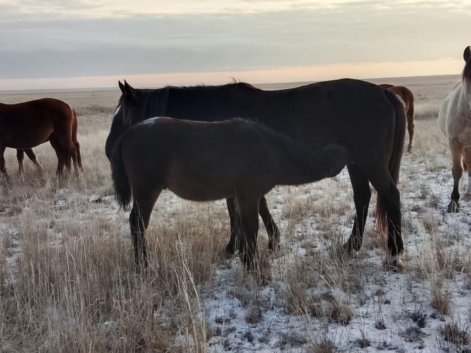 Продам 10 голов жеребят