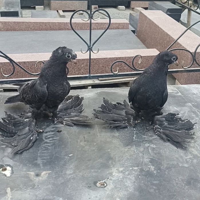 Голуби пискуны черные
