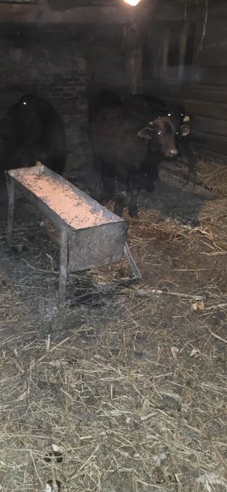 Vițele de bivolă, între 5-6 luni