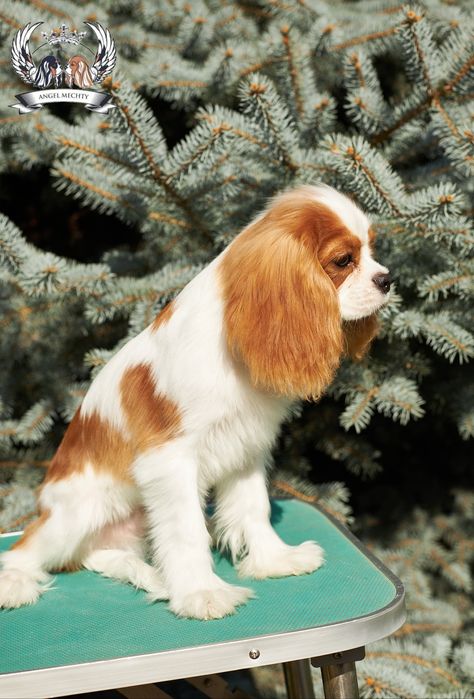 Кавалер Кинг Чарльз спаниель. Мальчик-5 месяцев.