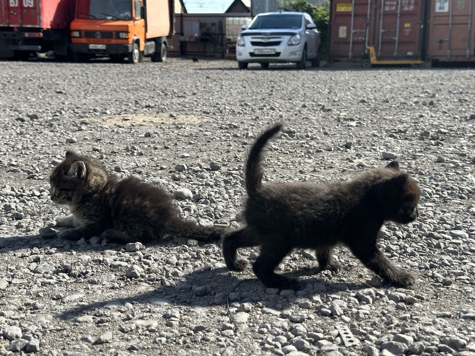 В добрые руки! Милые котята.