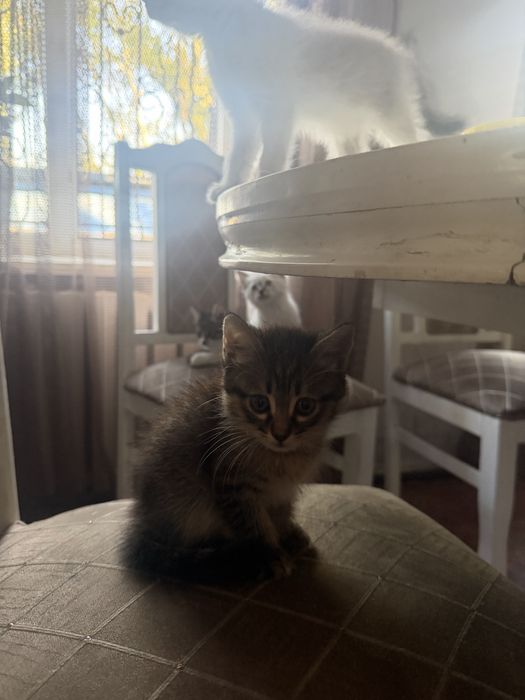 Котята милые умные 2 месяца
