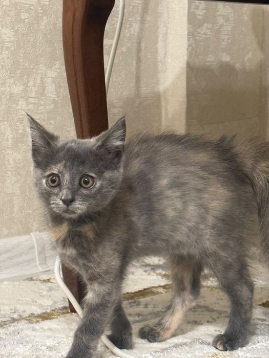 Отдам кошку в добрые руки