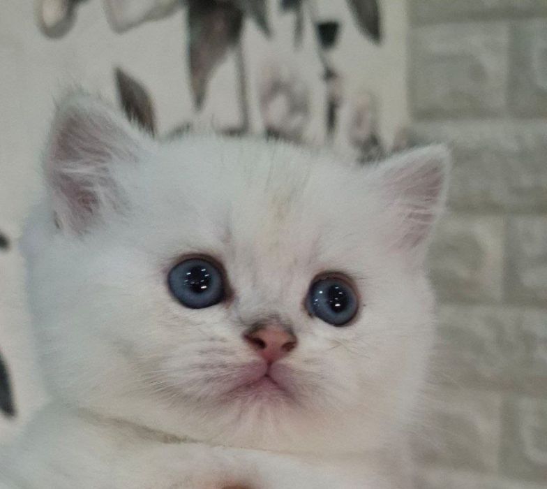 Кошка Белая шиншилла