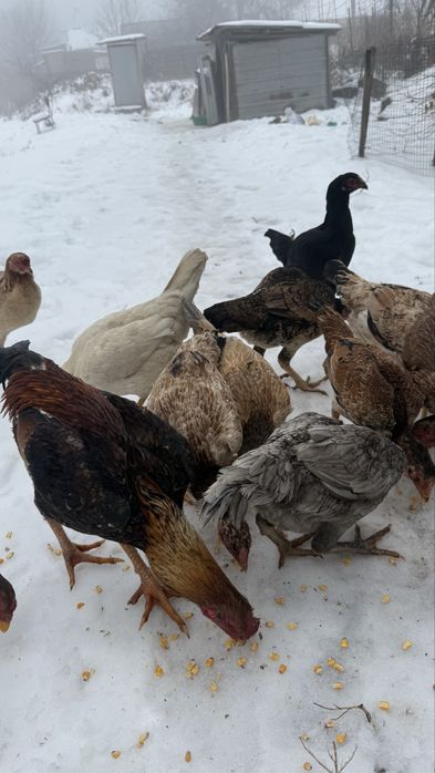 Продаю мощных дакан кур и петухов