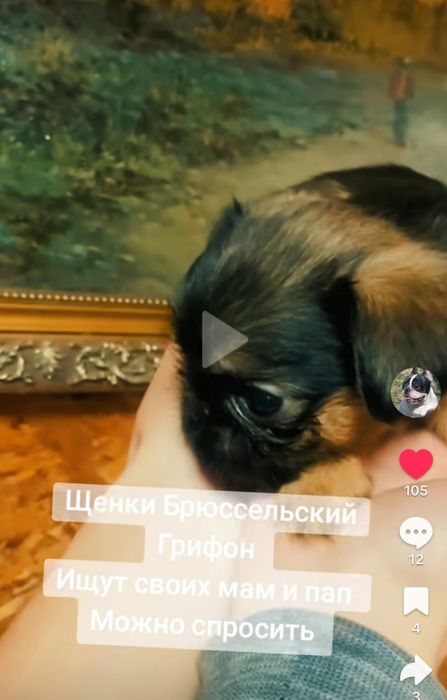 Продаются щенки Брюссельский Грифон