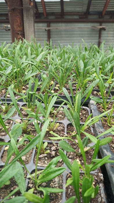 Цветы рассада бархатцы и др.