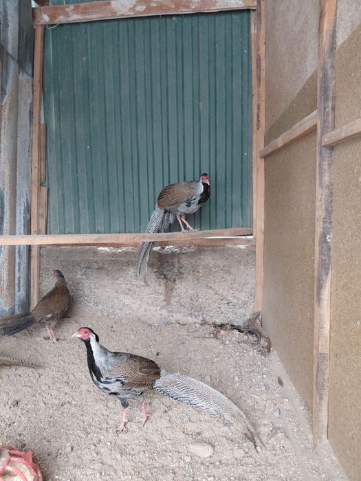 Серебристый фазан.