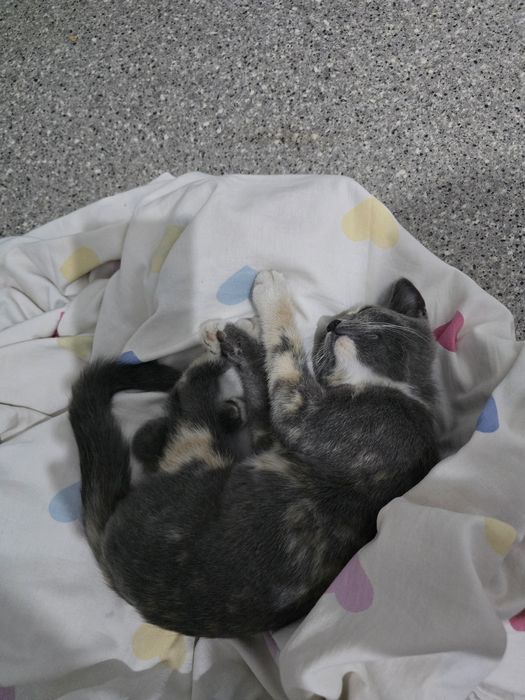 Котёнка ищем дом