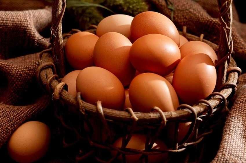 Oua pentru incubat Plymouth Rock Barat