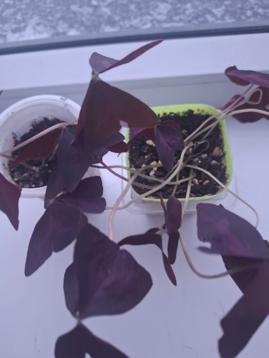 Продам кислицу, бабочки