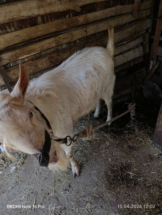 Теке сатылады жақсы