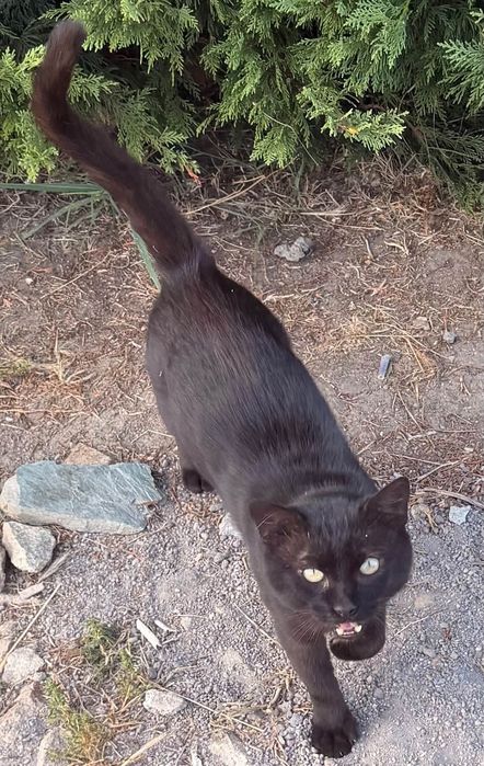 Adoptie motan pisic