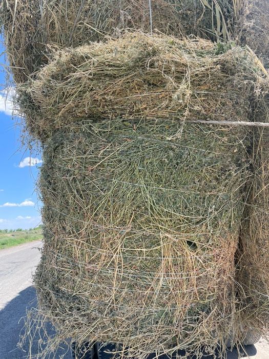 сено жоношка сатамын урлон жоношка сатамын урлон жоношка кез келген же