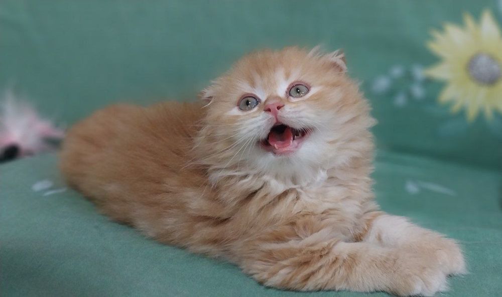 Скоттиш фолд котята цена 150$