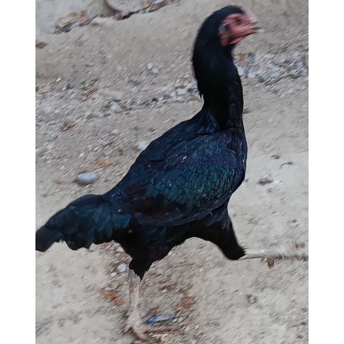 Дакан куланги сотилади брамаям бор