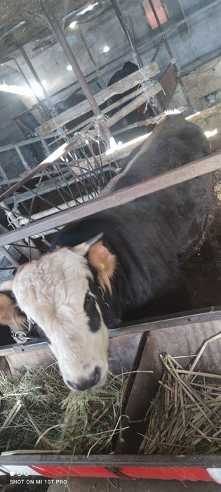 Бык, согым, мясо, бука