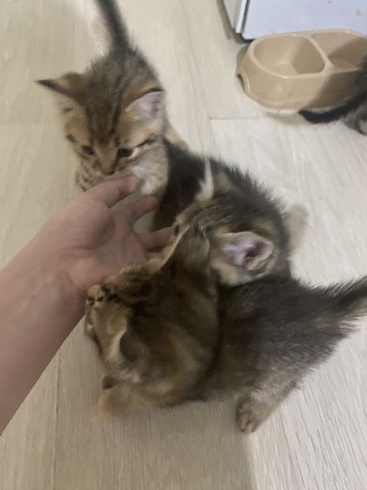 Отдам котят бесплатно