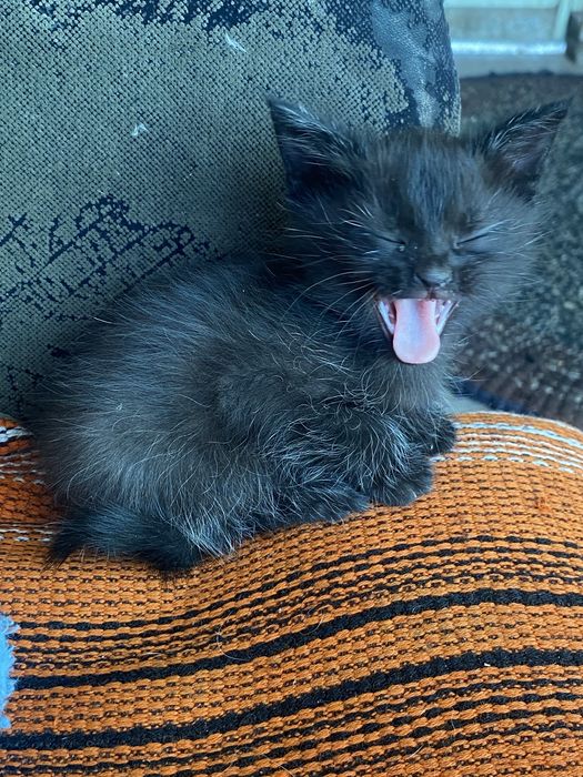 котята игривые пушистики