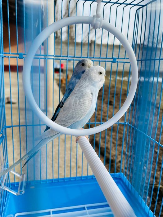 Продам пара попугай папугай