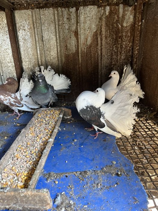 Vand porumbei rotati