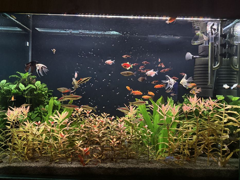 Продаю свой аквариум на 250 литров полностью в комплекте травник