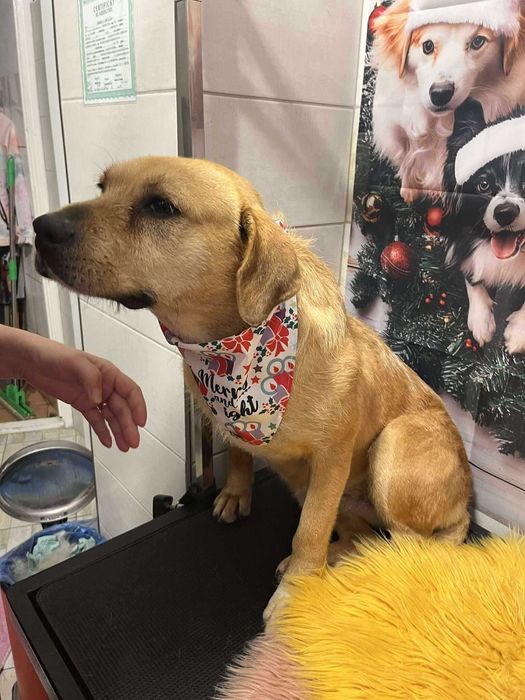 URGENT!!! Donez catelusa sterilizata, blanda, ascultatoare, educata!!!