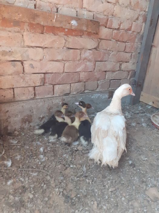 продам утята индоутки