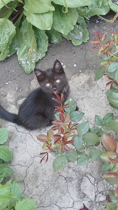 Отдам котёнка . 2 месяца