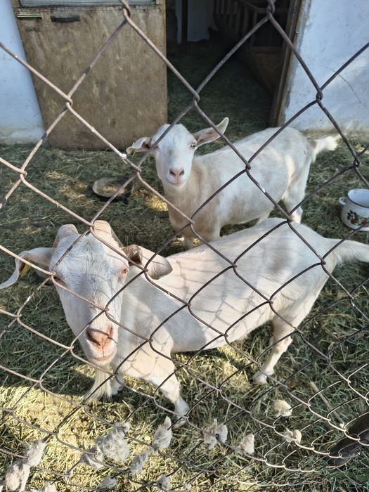 Продам коз молочной породы