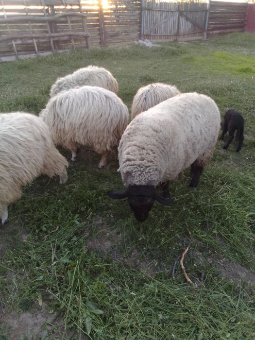 Berbec suffolk  de vânzare